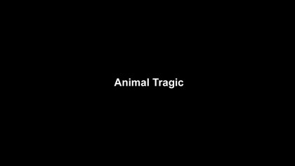 Animal Tragic, still: *Animal Tragic* title card