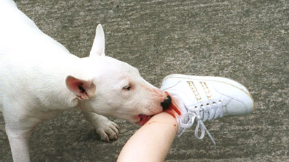 Animal Tragic, still