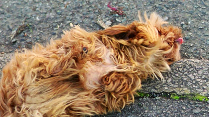 Animal Tragic, still
