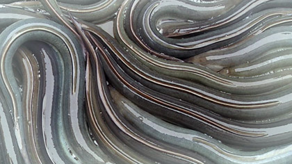 Black, White & Green – the way of pie, still: “It’s that lull between the schedules, when there’s pleasure to be had in allowing yourself to be administered to.”