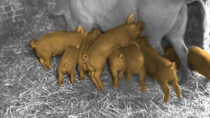 doubled up, still: Piglets ram raiding a very tired sow. Treated live-action with digital watercolour painted over the top.