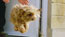Animal Tragic, still 4