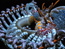 Biogenesis, still 1
