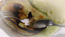 Black, White & Green – the way of pie, still 11: “Pies are not cut. They are broken.”