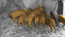 doubled up, still 9: Piglets ram raiding a very tired sow. Treated live-action with digital watercolour painted over the top.