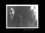 Film, still 4: me + dad