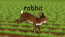 Rabbit, still 1: *Rabbit* front title